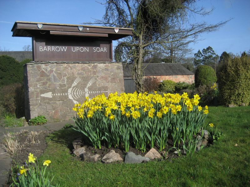 A host of golden daffodils