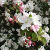 Flowers of the fields