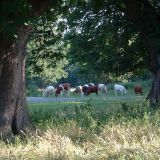 Grazing