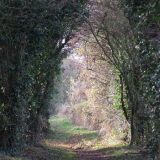 Willow Way