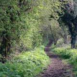 Willow Way
