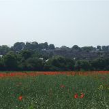 Fields behind Breachfield Road