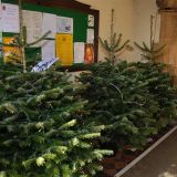 Tree No.76,77 & 78 by Christmas Tree Committee