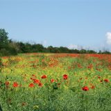 Fields behind Breachfield Road in Poppy time