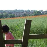 Breachfield Road 2009 at poppy time