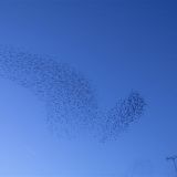Starling Murmurations 3
