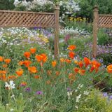 Open Gardens 2014