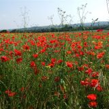 Fields behind Breachfield Road 2009