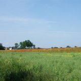 Fields behind Breachfield Road 2009