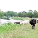 The River & Canal (5110) KT