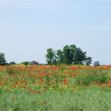 Fields behind Breachfield Road 2009