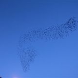 Starling  Murmurations 2