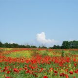 Fields befind Breachfield Road 2009