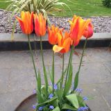 Tulips 2015