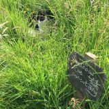 Open Gardens 2016
