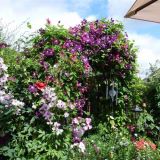 Open Gardens 2017