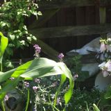 Barrow Open Gardens
