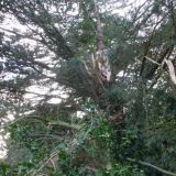 Storm damage