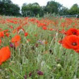 Goodbye Poppy Field