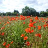 Goodbye Poppy Field