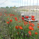 Goodbye Poppy Field