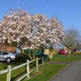 Magnolia Tree on Thirlmere Road.JPG