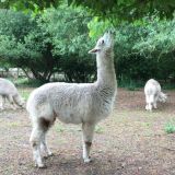 Alpacas