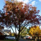 Autumn Colour