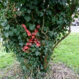 Trees to be Felled?
