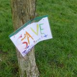 Trees to be Felled?