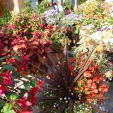 Summer garden with autumn tints .JPG