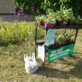 Plants for Marie Curie .JPG
