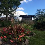 Autumnal flowers on Jerusalem Island .JPG