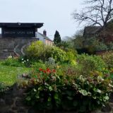 Spring flowers