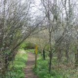 Spring blossom