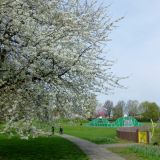 Spring blossom