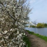 Spring blossom