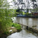 Swan nest