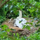 Cygnets Hatched