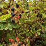 Blackberry season