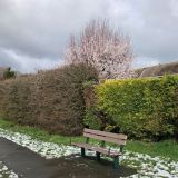 Blossom & Snow