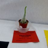 Village Show
