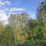 Outwoods in the Autumn