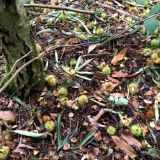 Outwoods in the Autumn